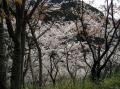 桜山景観２