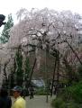 桂昌院御手植えの枝垂れ桜